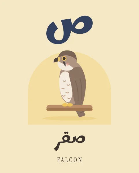 The Arabic letter Sad drawn large above a falcon perched upright on a wooden block, with the word saqr written beneath in Arabic and English.