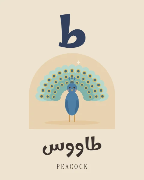 The Arabic letter Ta drawn large above a blue peacock with its tail spread in a fan of eye feathers, with the word tawus written beneath in Arabic and English.