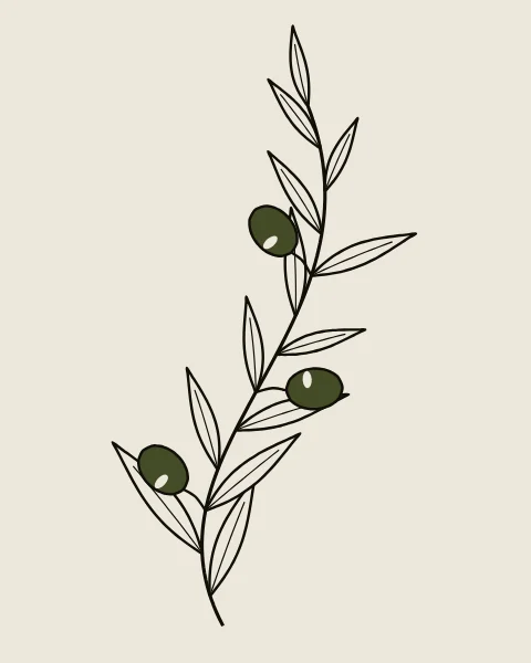 A slender olive branch curves up the sheet, its narrow leaves drawn in one weight of ink line with a midrib each. Three olives in deep olive green hang on short stalks, each with a small bone highlight.