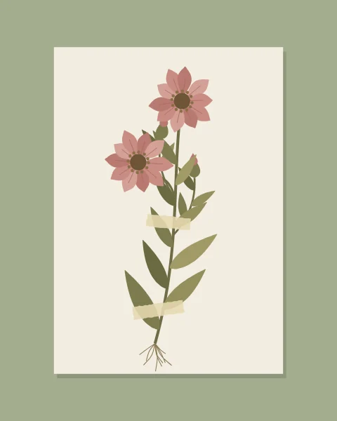 An off-white herbarium sheet with a soft shadow lies on a sage ground. On it a pressed wildflower, roots and all, with faded olive leaves, two dusty-rose flowers and a pair of buds, is held down with torn strips of paper tape.