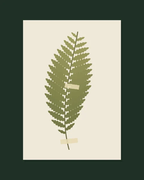 A single fern frond, its scalloped leaflets fading from dark olive at the base to pale green at the tip, lies pressed on a warm paper sheet held down by two torn strips of tape. The sheet sits on a deep forest-green ground.