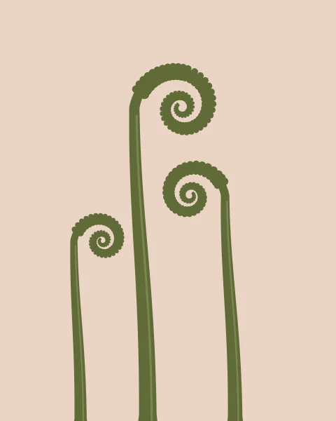 Three young fern fronds rise from the foot of a blush sheet, each still tightly coiled at the tip, in flat olive with small curled leaflets in a paler green along the outside of the coil.