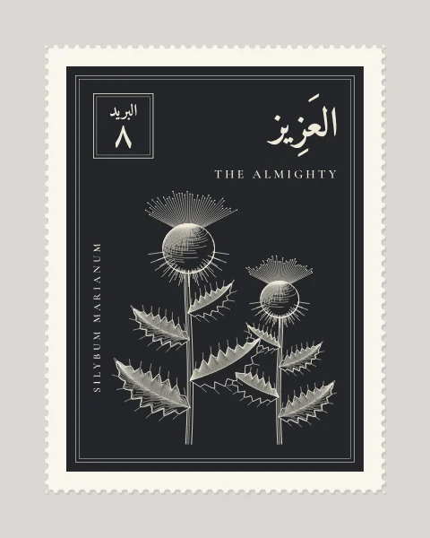 A perforated postage stamp in charcoal showing a milk thistle with its spiny head and white-veined leaves in fine white-line engraving, with the Name in Arabic and English, the Latin name along one edge and a corner panel numbered 8.