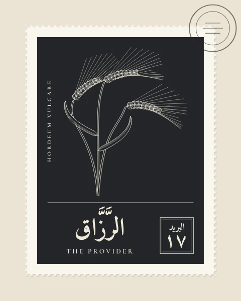A perforated postage stamp in charcoal showing three nodding ears of barley with long awns in fine white-line engraving, with the Name in Arabic and English, the Latin name along one edge and a corner panel numbered 17. A faint postmark crosses one corner.