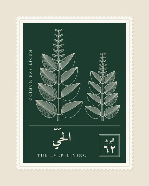 A perforated postage stamp in bottle green showing a stem of sweet basil with soft leaves and a flower spike in fine white-line engraving, with the Name in Arabic and English, the Latin name along one edge and a corner panel numbered 62.