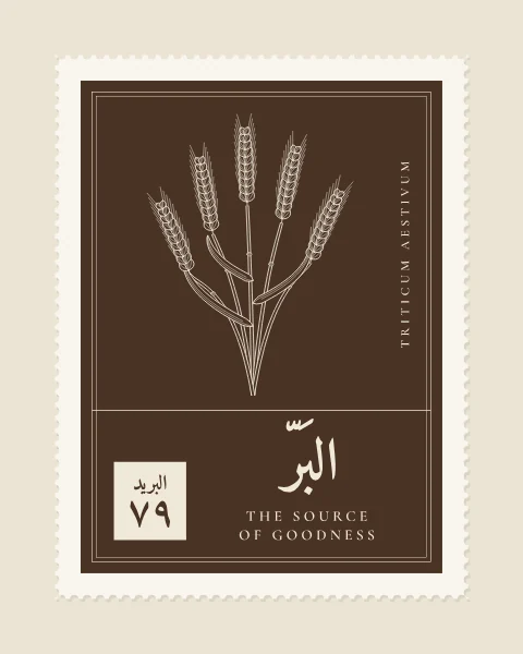 A perforated postage stamp in sepia showing a sheaf of five wheat ears in fine white-line engraving, with the Name in Arabic and English, the Latin name along one edge and a corner panel numbered 79.