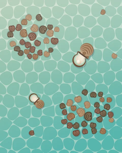 Looking down through clear turquoise shallows onto beds of pearl oysters on the sand, the bottom netted with rippling light. A few shells lie open, and one holds a pearl.