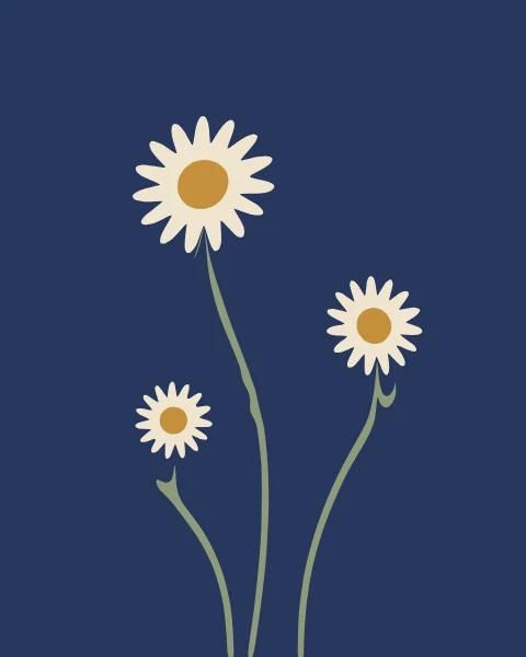 Three cream daisies with ochre hearts on long sage stems against deep indigo.