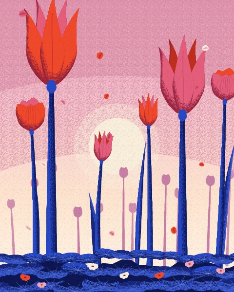 Slender needle-petalled Ottoman tulips in red and pink stand over the leaves in a pale dawn sky with a low sun.