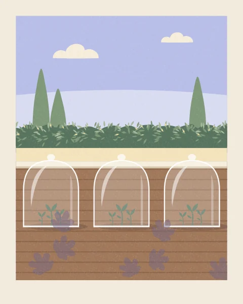 Glass bell jars stand in a row over young seedlings on a raised bed of warm earth, with a clipped hedge, cypresses and a pale summer sky behind.