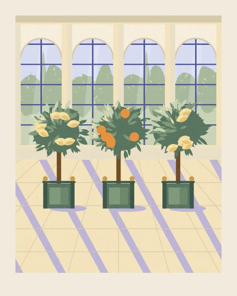 Three clipped citrus trees, two lemons and an orange, stand in green planter boxes on a sunlit floor under glass, with the shadows of the roof ribs slanting between them.