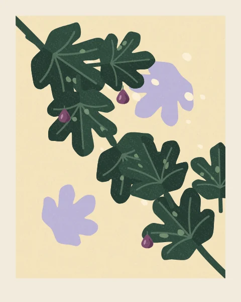 Two branches of large fig leaves, with a few ripe purple figs, cross a sunlit cream wall that carries their soft shadows and a scatter of light.