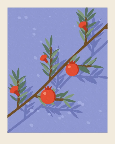 A pomegranate branch with narrow leaves, two red fruits and a few bright flowers crosses a periwinkle wall, its shadow falling softly behind it.