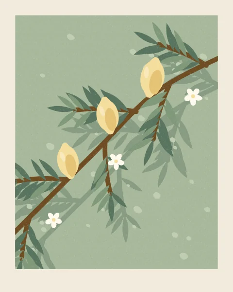 A lemon branch heavy with fruit and white blossom arches across a sage-green wall, with its shadow and a scatter of sunlight behind it.
