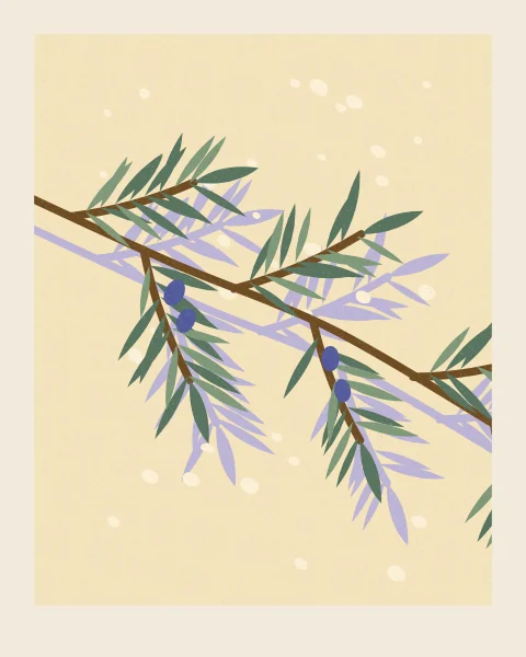 A slender olive branch with silver-green leaves and a few dark olives crosses a pale cream wall, with its soft shadow behind it.