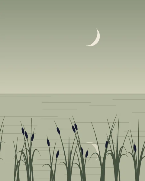 Reeds and bulrushes along still water, the crescent and its reflection in soft sage light.