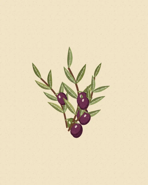 Three olive sprigs with silver-green leaves and dark olives gathered into a small spray on a cream ground; taller shapes add smaller pairs of sprigs.