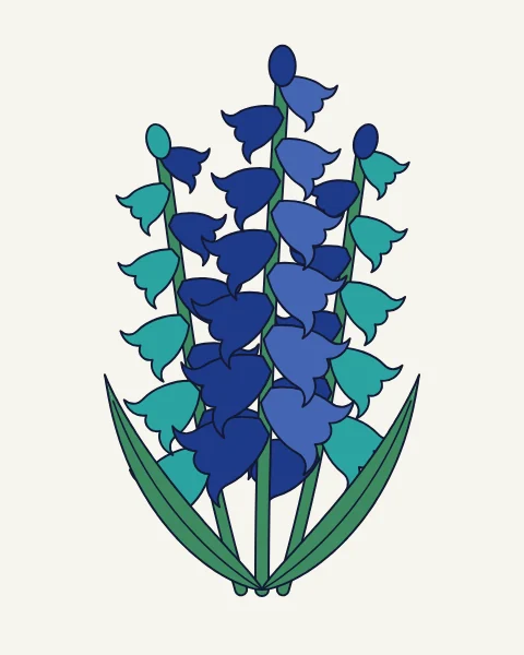 A clump of hyacinths in cobalt and turquoise, their bell-shaped florets hanging from three stems between long leaves.