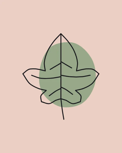 A single lobed fig leaf with its veins and stem, drawn in one line over a sage form.