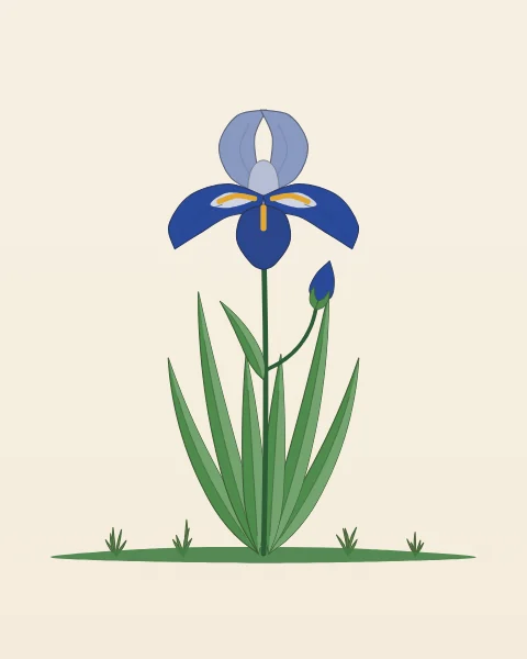 A single blue iris with a bud and a fan of sword-shaped leaves, drawn in profile on a plain cream ground.