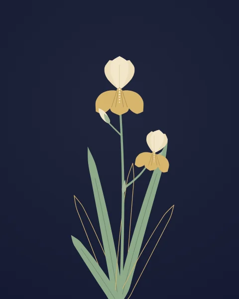 A bearded iris rises from a fan of sword-shaped leaves, with three upright standards, three falls and a bud still sheathed.