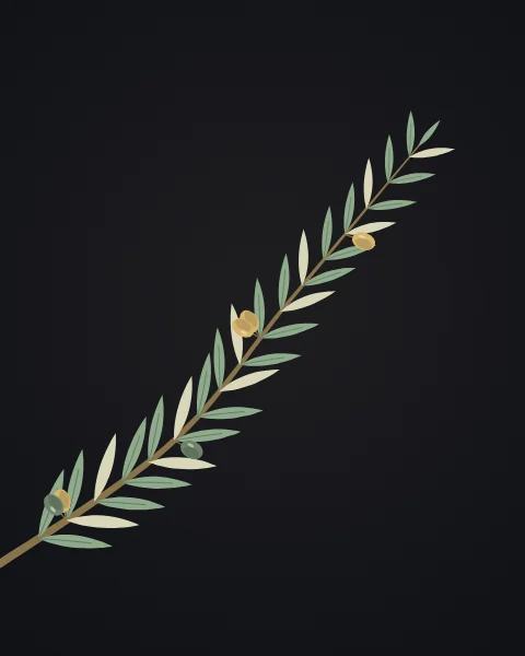 A single olive branch arcs across a dark ground, its narrow leaves turning between grey-green tops and pale undersides, with a few ripening olives.