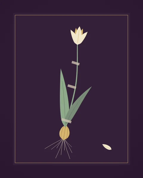 A wild tulip pressed as a herbarium specimen, bulb and roots included, held to a pale sheet with strips of tape and one fallen tepal beside it.