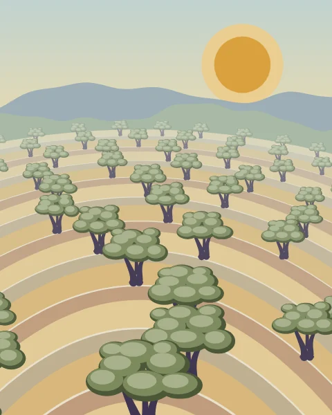 Stepped terraces of olive trees climb a hillside towards a low sun, each level held up by a pale stone wall.