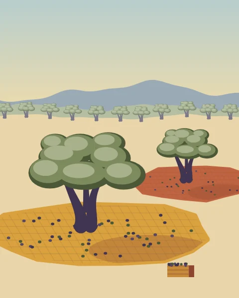 Olive trees stand over terracotta and ochre nets spread on the ground, scattered with fallen fruit, with a filled crate nearby.