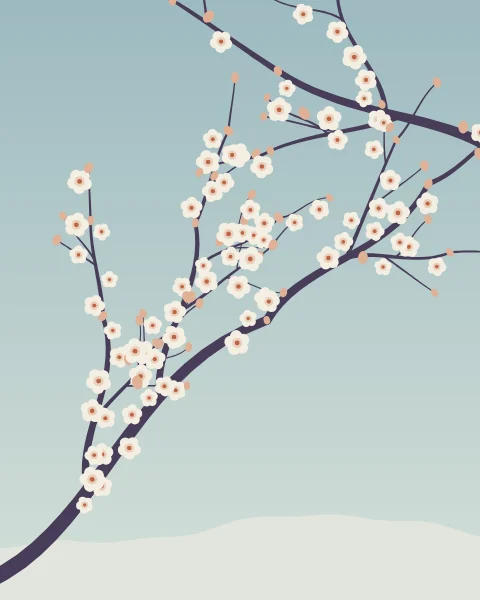 Dark almond branches cross a pale blue sky, covered in white five-petalled blossom and pink buds.