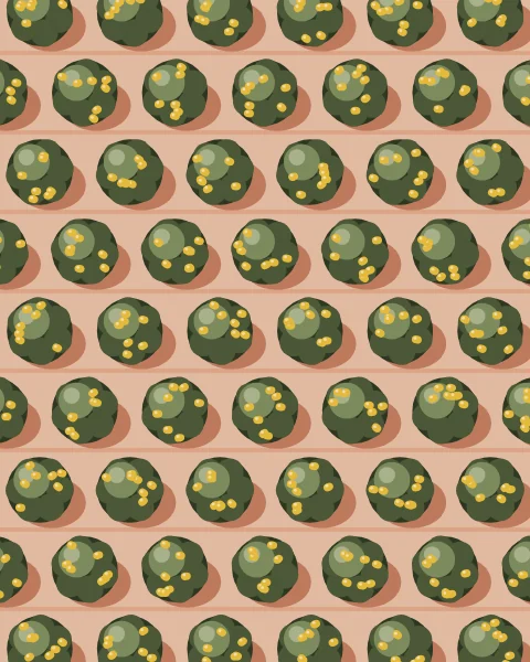 Rows of round lemon trees heavy with yellow fruit, seen from above as an even pattern across warm earth.