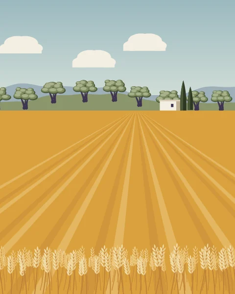 A golden wheat field runs up to a line of olive trees under a blue sky with flat white clouds.