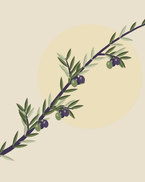 A close view of an olive branch with silver-backed leaves and clusters of dark and green fruit.