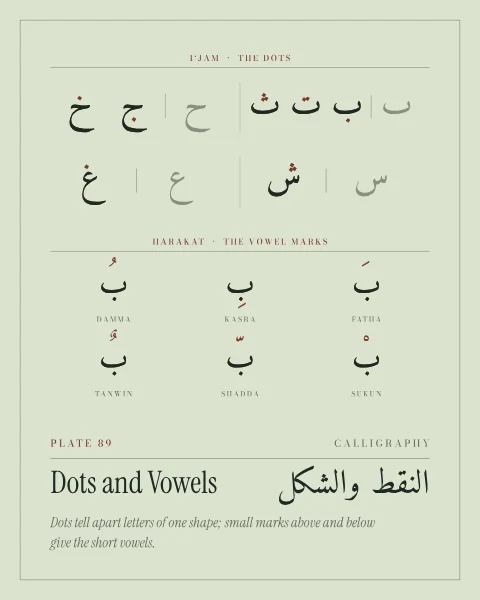 Two panels on sage. Above, bare letter shapes beside their dotted forms, the dots in brown. Below, the letter ba with the short-vowel and reading marks: fatha, kasra, damma, sukun, shadda and tanwin, each named.