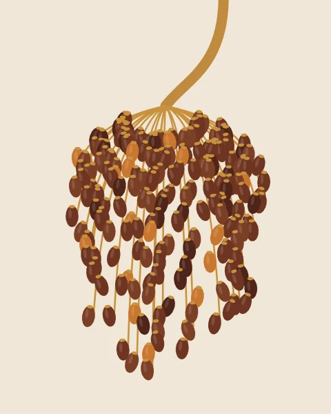A heavy cluster of ripe dates hangs from a curved golden stalk on a bone ground, the fruit in deep browns with a few amber ones still ripening.