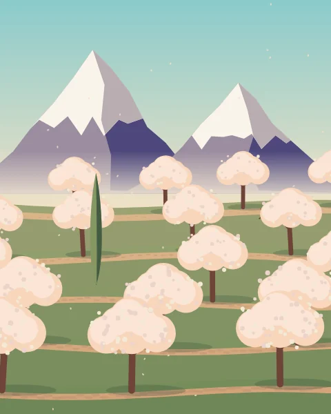 Terraced orchards of apricot trees in pale blossom step down a valley beneath snow mountains, with a few poplars among them.