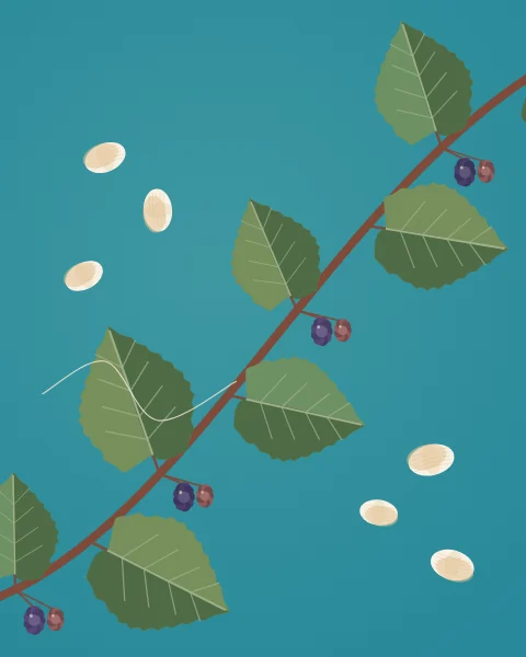 A mulberry branch with leaves and dark berries lies across a turquoise ground scattered with pale silk cocoons.