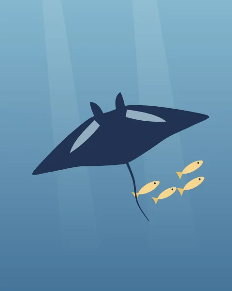 A navy manta ray glides through deep blue water with a few little yellow fish beside it.